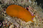 Gumdrop Seaslug (Berthellina sp), Underwater Temple dive site, Pemuteran, Buleleng Regency, Bali, Indonesia