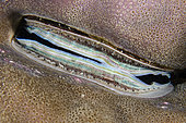 Iridescent Scallop (Pedum spondyloideum) in Hard Coral (Scleractinia Order) crevices, a mutualistic relationship as corals benefit by scallop ejecting water to repel foraging starfish and scallop benefit by gaining habitat, Underwater Temple dive site, Pemuteran, Buleleng Regency, Bali, Indonesia