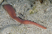 Creeping Ribbon Worm (Gorgonorhynchus repens), Underwater Temple dive site, Pemuteran, Buleleng Regency, Bali, Indonesia