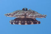 Upside-down Jellyfish (Cassiopeia andromeda), Jetty dive site, Pemuteran, Buleleng Regency, Bali, Indonesia