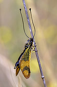 Butterfly-lion (Libelloides longicornis) with closed wings resting on a dry stem in spring, Massif des Maures, near Hyères, Var, France