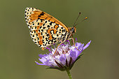 Spotted Fritillary (Melitaea didyma) Resting with closed wings on a scabious flower in spring, Massif des Maures, near Hyères, Var, France
