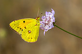 Clouded Yellow (Colias crocea) Posed with closed wings on a scabious flower in spring, Plaine des Maures, Environs des Mayons, Var, France