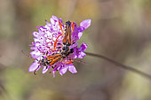 Longhorn beetle (Stenopterus rufus) Posed on a scabious flower in spring, Plaine des Maures, Environs des Mayons, Var, France