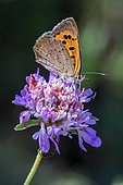 American Copper Butterfly (Lycaena phlaeas) foraging a scabious flower parasitized by red spiders in spring, Massif des Maures, near Hyères, Var, France