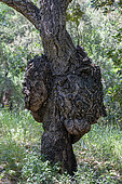 Burl of cork oak (Quercus suber) 2 burls on a cork oak trunk in a forest of the Maures massif, around Pierrefeu, Var, France