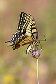 Old World Swallowtail (Papilio machaon) Posed with closed wings on a scabious flower in spring, Massif des Maures, Surroundings of Pierrefeu, Var, France