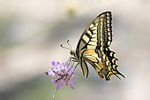 Old World Swallowtail (Papilio machaon) Posed with closed wings on a scabious flower in spring, Massif des Maures, Surroundings of Pierrefeu, Var, France