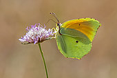 Cleopatra (Gonepteryx cleopatra) posing with closed wings on a scabious flower in spring, Plaine des Maures, Environs des Mayons, Var, France