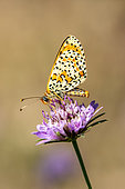 Spotted Fritillary (Melitaea didyma) posing with closed wings on a scabious flower in early summer, Massif des Maures, near Hyères, Var, France
