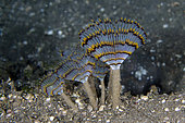 Feathery Duster Worms (Sabellastarte sp), Ghost Bay dive site, Amed, Karangasem Regency, Bali, Indonesia, Indian Ocean