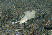 Juvenile Peacock Razorfish (Iniistius pavo) with erect dorsal spine, Bintang Divers dive site, Amed, Karangasem Regency, Bali, Indonesia, Indian Ocean