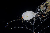 Amphipod (Amphipoda Order) on Hydroid (Anthoathecata Order), Ghost Bay dive site, Amed, Karangasem Regency, Bali, Indonesia, Indian Ocean