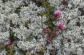 Star reindeer lichen (Cladonia stellaris) and alpine azalea (Loiseleuria procumbens), Tyrol, Austria, Europe