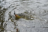Carp fishing, Malsaucy pond in Belfort, France