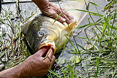 Carp fishing, Malsaucy pond in Belfort, France