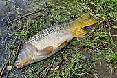 Carp fishing, Malsaucy pond in Belfort, France