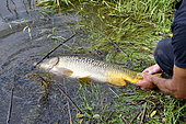 Carp release, Carp fishing, Malsaucy pond in Belfort, France