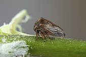 Treehopper (Centrotus chloroticus), Soria, Spain