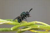 Perilampid Wasp (Perilampus nitens), Soria, Spain