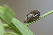 Broom Treehopper (Gargara genistae) portrait, Marseille, France