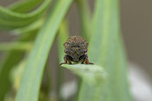 Broom Treehopper (Gargara genistae) portrait, Marseille, France