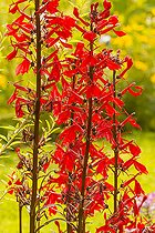 Red lkobelia (Lobelia fulgens) 'Queen Victoria'