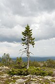 Old Tjikko, the oldest tree in the world, 9550-year-old Spruce (Picea abies), Krummholz, Fulufjaellets National Park, near Saerna, Dalarna province, Sweden, Scandinavia, Northern Europe, Europe