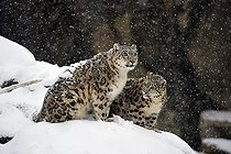 Snow leopards (Panthera uncia), captive, mother with young animal sits on snowy rock during snowfall, occurrence Himalaya, Pamir, Hindukush, Altaj, Nepal, India, Tibet, Russia, Europe