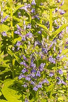 Great blue lobelia (Lobelia siphilitica) 'Blue Selection', Flowers