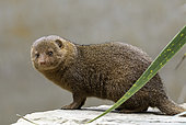 Common Dwarf Mongoose (Helogale parvula), Ethiopia