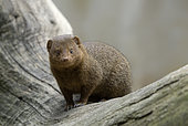 Common Dwarf Mongoose (Helogale parvula), Ethiopia