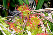 Roundleaf sundew (Drosera rotundifolia), Dauges moor, France