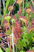 Roundleaf sundew (Drosera rotundifolia), Dauges moor, France