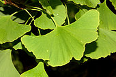 Maidenhair tree (Ginkgo biloba) leaves, Jardin des Plantes, Paris, France
