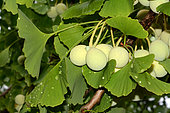Maidenhair tree(Ginkgo biloba) 'fruits' females, ovules, Jardin des Plantes , Paris, France