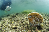 Researcher from the Institut Océanographique Paul Ricard counting the Pen shell (Pinna nobilis), along a transect in the Diana pond (Aléria, Haute-Corse). The Pen shell is a species classified as critically endangered following the epizootic (linked to a Haplosporidium parasite) which has affected the entire Mediterranean region since 2016.
