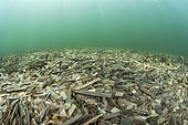 Litière de feuilles mortes de posidonies accumulées sur le fond de l’étang de Balistra, Corse du sud. Source de matière organique qui pourra se transmettre à l’ensemble des chaines alimentaires côtières.