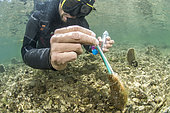 Researcher from the Institut Océanographique Paul Ricard taking a DNA sample from a large Pen Shell (Pinna nobilis), using a felt swab, for genetic studies. Diana pond (Aléria, Haute-Corse). The Pen Shell is a species classified as critically endangered following the epizootic (linked to a Haplosporidium parasite) which has affected the entire Mediterranean region since 2016.