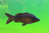 Mirror carp (Cyprinus carpio carpio)