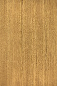 Longitudinal section of Idigbo (Terminalia ivorensis), synonyme : Framire, Black Afara, Ivory Coast
