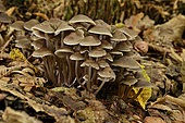 Common Bonnet (Mycena galericulata) clump on a stump, Coye Forest, Ile-de-France, France