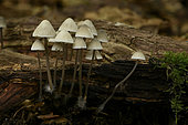 Angel's bonnet (Mycena arcangeliana) clump on a stump, Coye Forest, Ile-de-France, France
