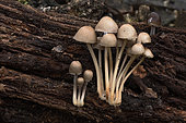 Common Bonnet (Mycena galericulata) clump on rotten wood, Coye Forest, Ile-de-France, France