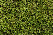 Chalk Comb-moss (Ctenidium molluscum) moss on limestone rock, Coye Forest, Ile-de-France, France
