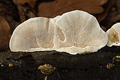 Hairy bracket (Trametes hirsuta), Coye Forest, Ile-de-France, France