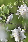Pied Flycatcher (Ficedula hypoleuca) male on a branch of flowering apple tree France