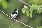 Pied Flycatcher (Ficedula hypoleuca) male on a branch of apple tree France