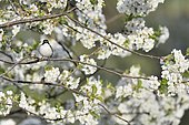 Pied Flycatcher (Ficedula hypoleuca) male on a branch of flowering apple tree France