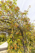 Rosa 'Toby Tristam' Breeder : Mrs Targett 1970